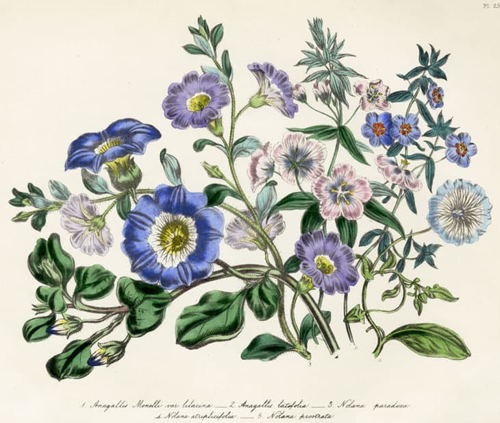 Nolana paradoxa, Nolaana tavatu, Tavatu rataslill